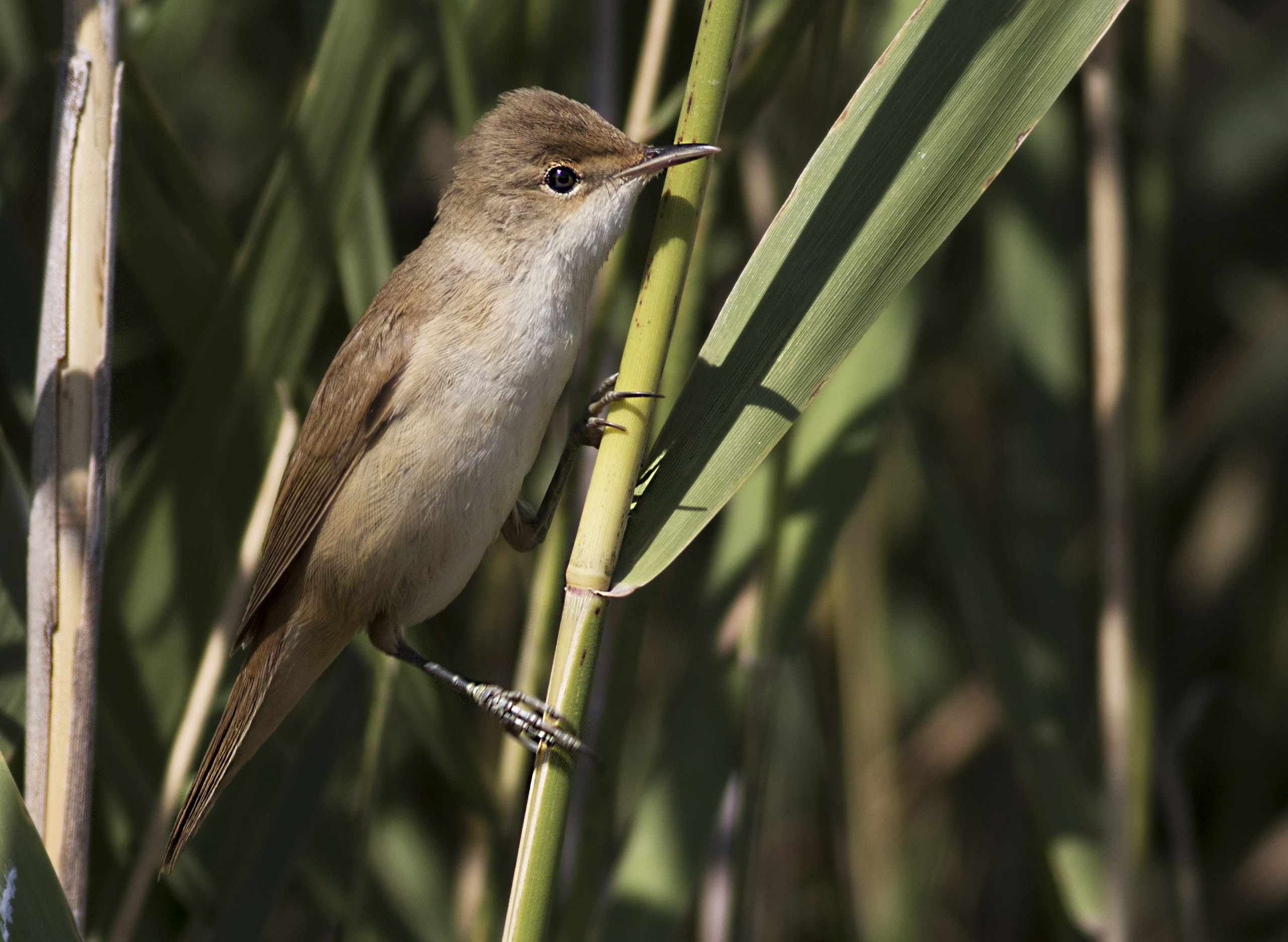 Eurasian Reed Warbler